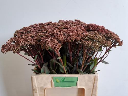 Sedum 'Matrona' 