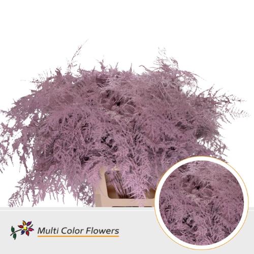 Asparagus overig kleurbehandeld H%