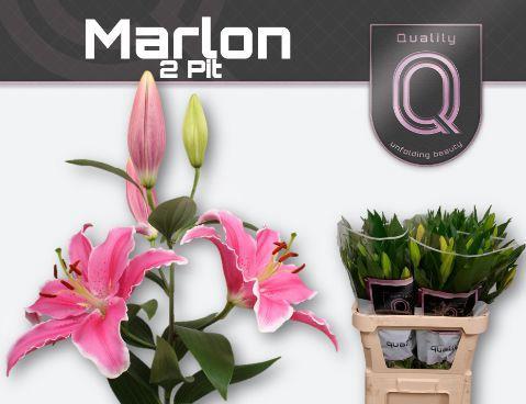 Lilium Oriental Grp 'Marlon'