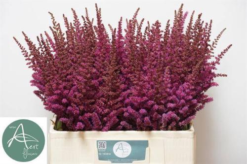 Astilbe 'Maggie Daley'