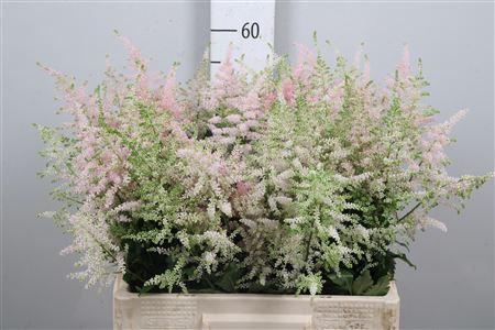 Astilbe Japonica Grp 'Europa'