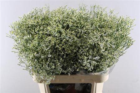 Limonium sinensis Clear Diamond