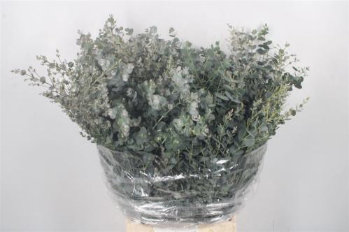 Eucalyptus per bos gunnii