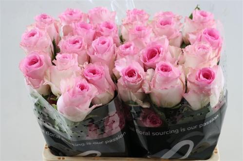 Rosa grootbloemig Mandala