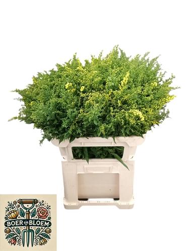 Solidago 'Golden Glory'