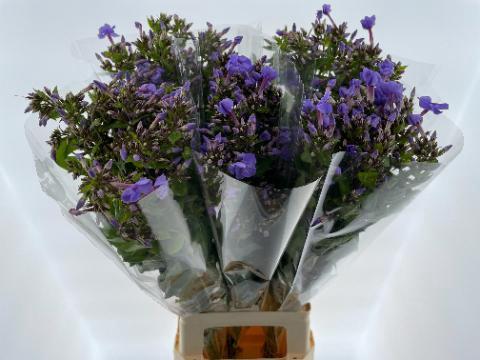 Phlox Paniculata Grp 'Butterfly'