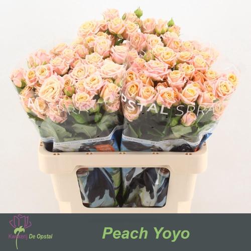 Rosa tros Peach Yo-Yo