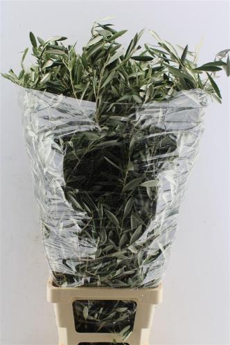 Decoratiegroen overig