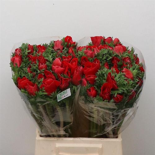 Anemone coronaria 'Mistral Plus Red'