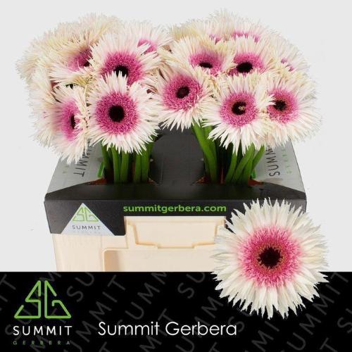 Gerbera grootbloemig spinvormig Spider Stunt
