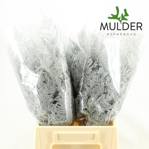 Asparagus overig kleurbehandeld H%
