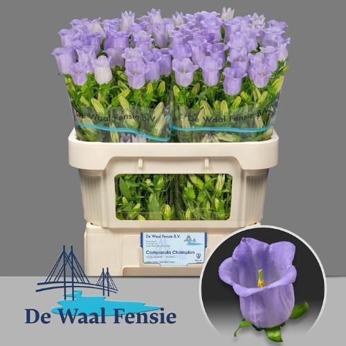 Campanula medium 'Champion Lavender'