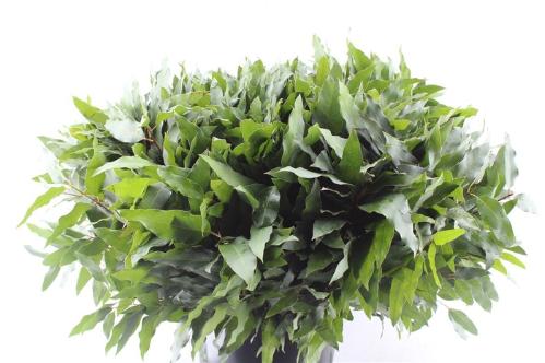 Eucalyptus robusta