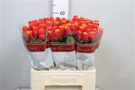 Rosa grootbloemig Espa