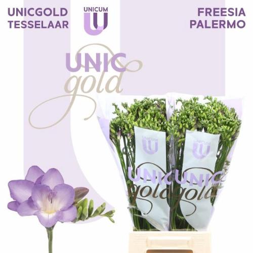 Freesia enkelbloemig 'Palermo'