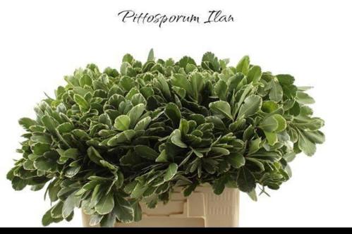 Pittosporum 'Ilan'