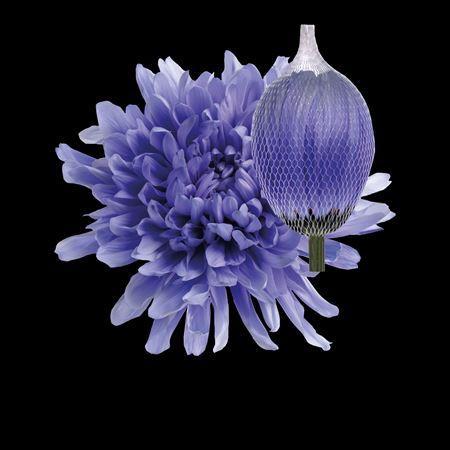Chrysanthemum (Indicum Grp) geplozen Antonov kleurbehandeld H%