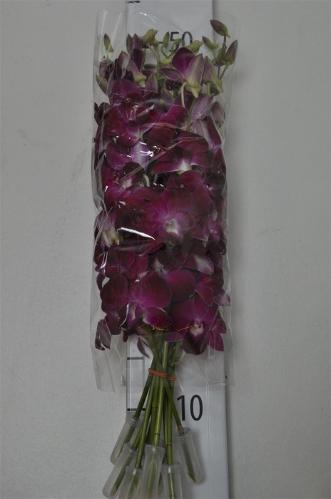 Dendrobium overig