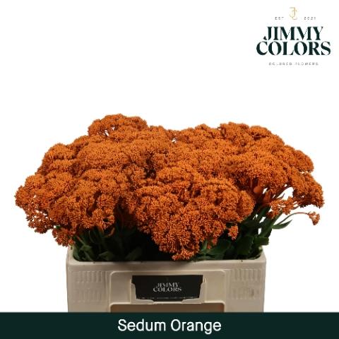 Sedum kleurbehandeld H%