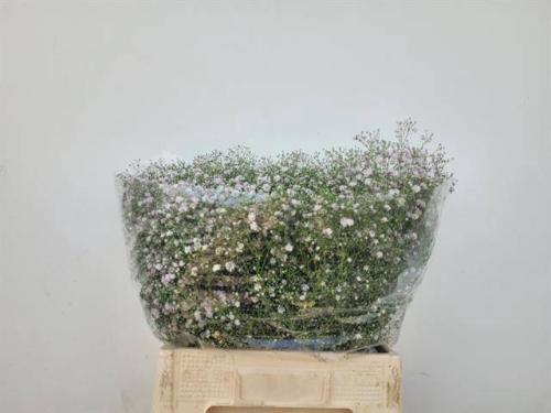 Gypsophila paniculata 'My Pink'