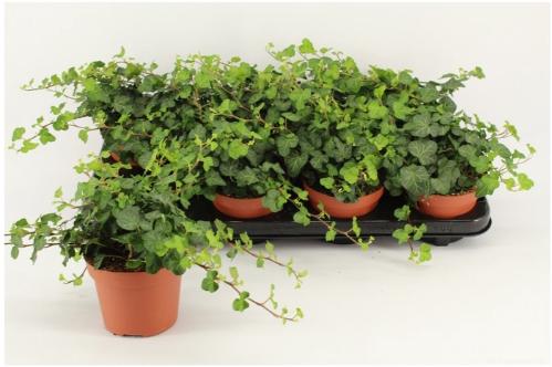 Hedera helix 'Wonder'