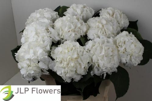 Hydrangea macrophylla Noordpool