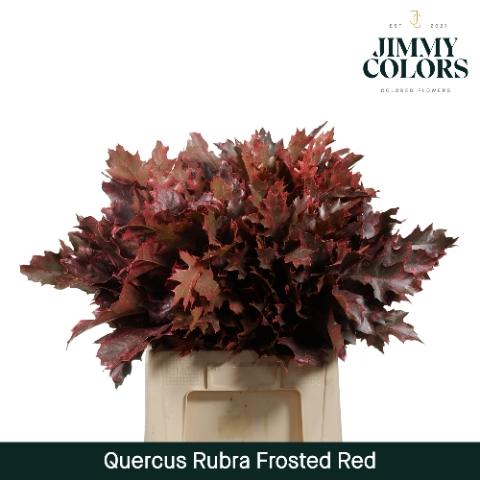 Quercus rubra kleurbehandeld H%