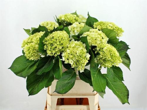 Hydrangea macrophylla 'Lima'