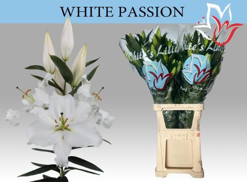 Lilium (Oriental Grp) 'White Passion'