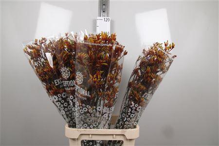 Anigozanthos 'Gold Fever'