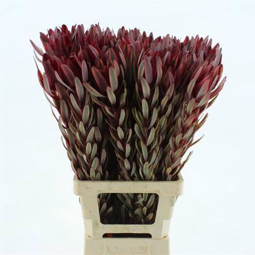 Leucadendron 'Jester'