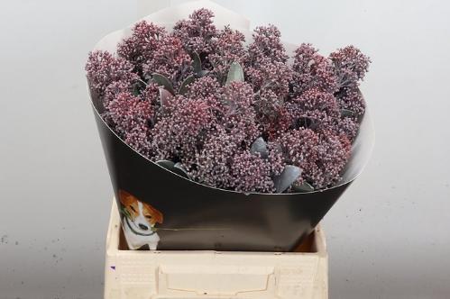 Skimmia per bos overig kleurbehandeld H%