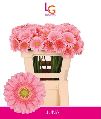 Gerbera mini Juna