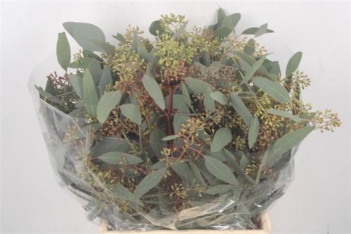 Eucalyptus per bos polyanthemos (fruit)
