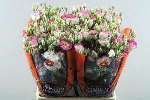 Eustoma russellianum gevuldbloemig 'Excalibur Hot Lips'