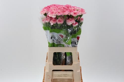 Dianthus standaard 'Komachi'