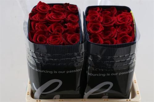 Rosa grootbloemig Freedom