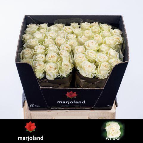 Rosa grootbloemig Dolomiti