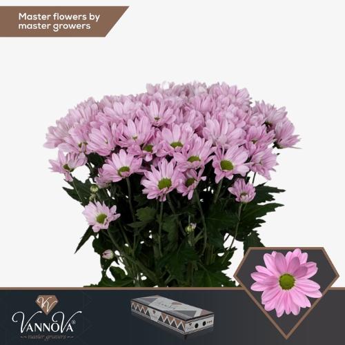 Chrysanthemum Indicum Grp tros kas Rihanna