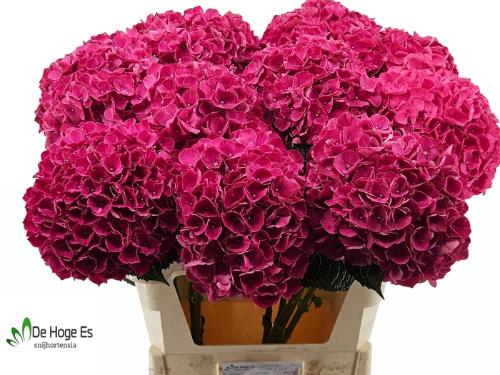 Hydrangea macrophylla Magical Pink Ruby