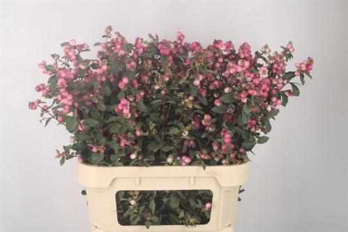 Symphoricarpos (Pink Berry Grp) Magical Ruby Falls