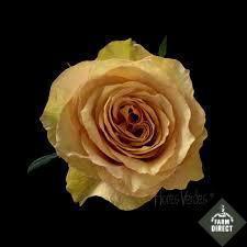 Rosa grootbloemig overig