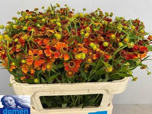 Helenium 'Kandela'
