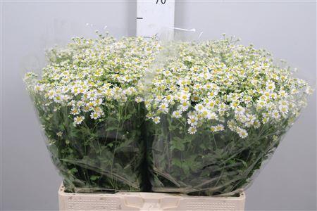 Tanacetum parthenium Cameron