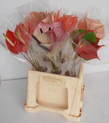 Dianthus standaard Zodiac