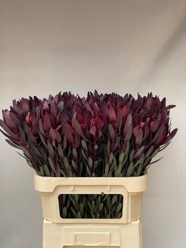 Leucadendron 'Safari Sunset'