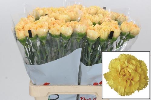 Dianthus standaard 'Reina Oro'