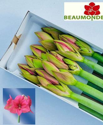 Hippeastrum Galaxy Grp 'Pleasure'