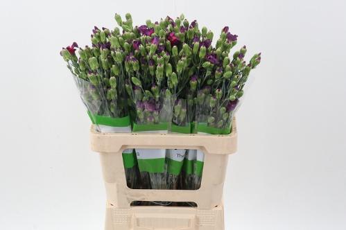Dianthus tros overig