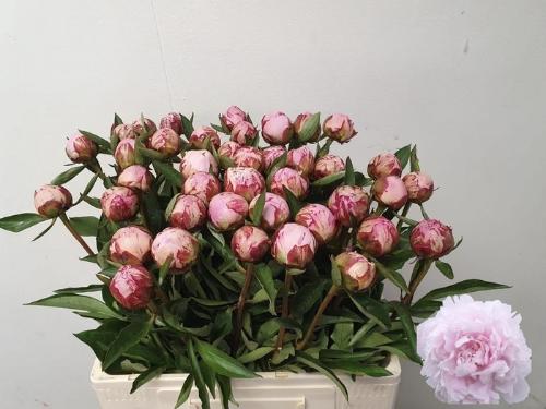 Paeonia Lactiflora Grp 'Sarah Bernhardt'
